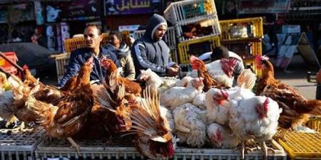 بالبلدي : أسعار الدواجن والبيض في مصر اليوم السبت