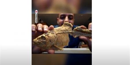 بالبلدي: أقدم سمكة رنجة في مصر.. عمرها 30 مليون سنة وتم اكتشافها بالفيوم belbalady.net