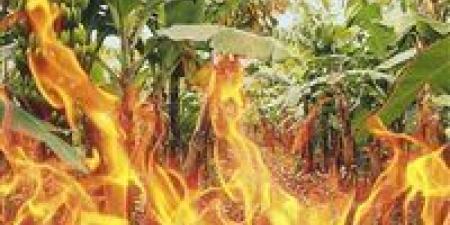 بالبلدي : إخماد حريق داخل مزرعة موز بالإسماعيلية