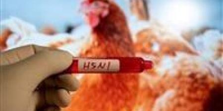 بالبلدي : بالتزامن مع  تفشيه في أمريكا.. اكتشاف إنفلونزا الطيور في غرب الصين