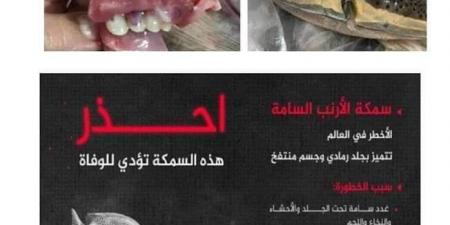 بالبلدي : ملهاش مصل.. صحة القليوبية تحذر المواطنين من تناول سمكة الأرنب السامة