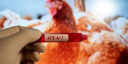 بالبلدي : خبراء أمريكيون: انتشار إنفلونزا الطيور يزيد من خطورة انتقال العدوى بين البشر
