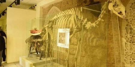 بالبلدي : متحف قصر المنيل يعرض الهيكل العظمي لآخر الجمال الحاملة لـ الكسوة الشريفة 