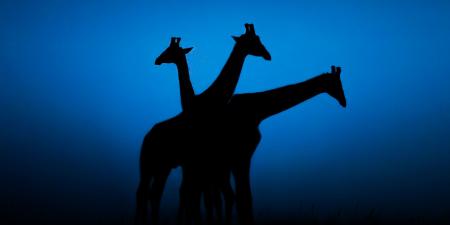 belbalady "ظلال السافانا"..لقطات عجيبة للحياة البرية من قلب إفريقيا