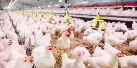 أسعار
      الدواجن
      اليوم
      الأربعاء..
      الفراخ
      وصلت
      لكام