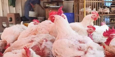 بالبلدي: انخفاض
      أسعار
      الفراخ
      البيضاء
      اليوم
      بقيمة
      5
      جنيهات
      في
      محلات
      الدواجن
