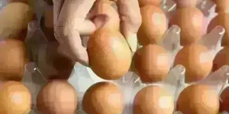 سعر
      كرتونة
      البيض
      في
      بورصة
      الدواجن
      وللمستهلك
      اليوم
      الجمعة
      19
      يونيو
      2026