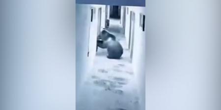 بالبلدي: استيقظ فوجده عنده.. دب يقتحم فندقًا فجرًا ويصل إلى غرفة أحد النزلاء