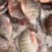 بالبلدي: أسعار الأسماك والجمبرى اليوم الخميس 28 مارس 2024 belbalady.net