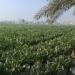 بالبلدي: توصيات عاجلة من الزراعة لحماية المحاصيل من التقلبات الجوية