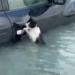 بالبلدي: ظلت متشبثة بمقبض سيارة.. لحظة إنقاذ قطة من الغرق بسيول الإمارات| فيديو belbalady.net