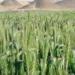 بالبلدي : بسبب ارتفاع الحرارة.. زراعة جنوب سيناء تحذر من هجمات العقارب والثعابين