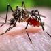 بالبلدي : لماذا ترتفع حالات الملاريا وحمى الضنك خلال فصل الصيف؟