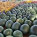 بالبلدي : البحوث الزراعية تحذر من جني محصول البطيخ بالنهار .. فيديو