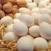 بالبلدي : اتحاد منتجي الدواجن يكشف موعد انخفاض أسعار البيض