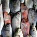 بالبلدي : هل ستشهد أسواق الأسماك ارتفاعا مجددا في الأسعار.. باعة السويس يجيبون