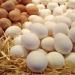 بالبلدي : شعبة بيض المائدة تكشف مصير الأسعار خلال أيام شم النسيم.. وبشرى سارة في هذا الموعد