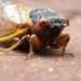 بالبلدي : كارثة.. حشرات الزومبي تجتاح الأرض.. وتحذير هام من العلماء
