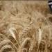بالبلدي: أسعار الأرز الشعير اليوم السبت 1-6-2024 استعداد لعزومات عيد الأضحى