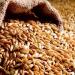 بالبلدي: أسعار الأرز الشعير اليوم الأحد 2-6-2024.. انخفاض ملحوظ