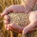 بالبلدي: ثبات أسعار الأرز الشعير اليوم الأربعاء 5-6-2024 قبل عيد الأضحى