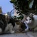 بالبلدي: سر اختفاء القطط في عيد الأضحي المبارك.. تفاصيل مثيرة