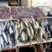 بالبلدي: أسعار السمك في الأسواق اليوم الثلاثاء 18 يونيو 2024