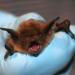 بالبلدي: وفاة طفل كندي بداء الكلب بعد استيقاظه وخفاش على وجهه