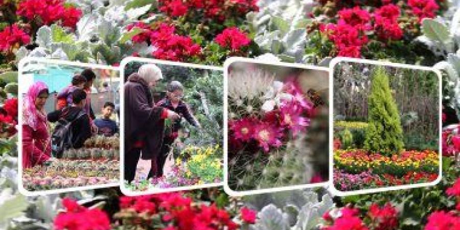 بالبلدي: الزراعة: معرض زهور الربيع مستمر حتى 31 مارس بحديقة الأورمان