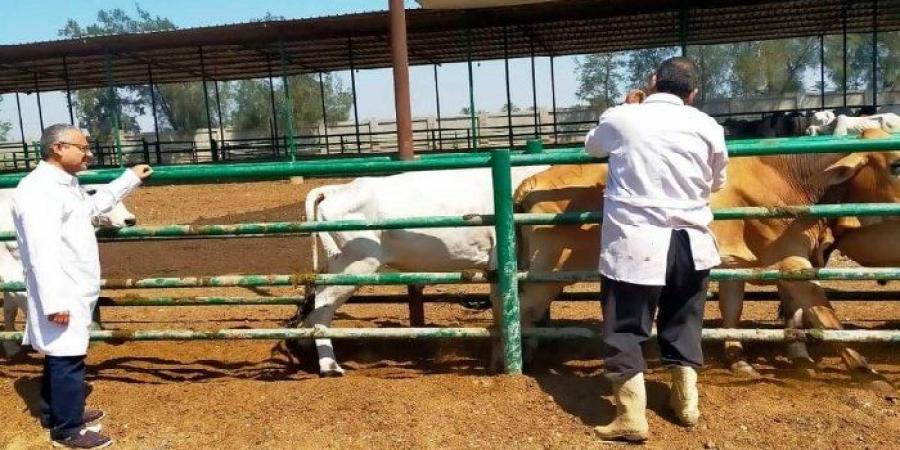 بالبلدي: بيطري الشرقية يُحصن 624 ألف رأس ماشية للوقاية من مرض الحمى القلاعية و الوادي المتصدع