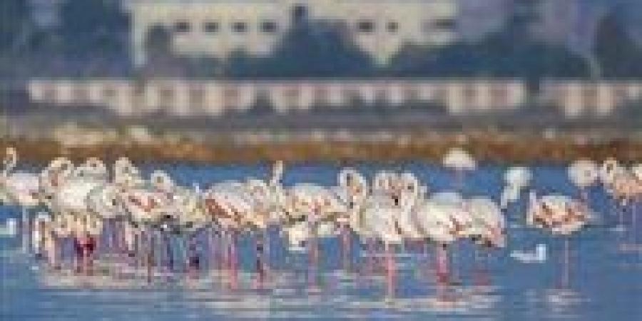 بالبلدي : بورسعيد تستعد لإطلاق مهرجان بورسعيد الدولي الثاني لمراقبة وتصوير الطيور