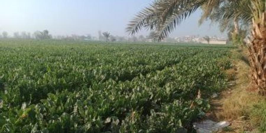 بالبلدي: توصيات عاجلة من الزراعة لحماية المحاصيل من التقلبات الجوية