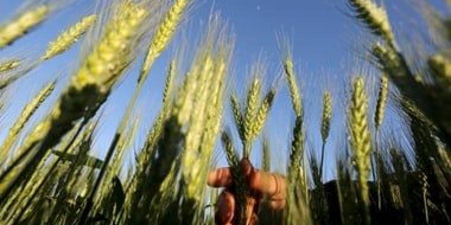 بالبلدي: مركز المناخ يحذر من رى القمح والفول البلدى والشمر والكراوية بسبب الطقس