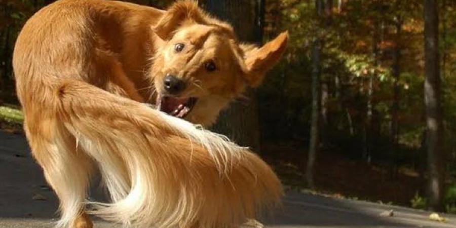 بالبلدي: ضوابط حيازة الكلاب الخطرة بعد مطالبات صدور اللائحة التنفيذية للقانون belbalady.net