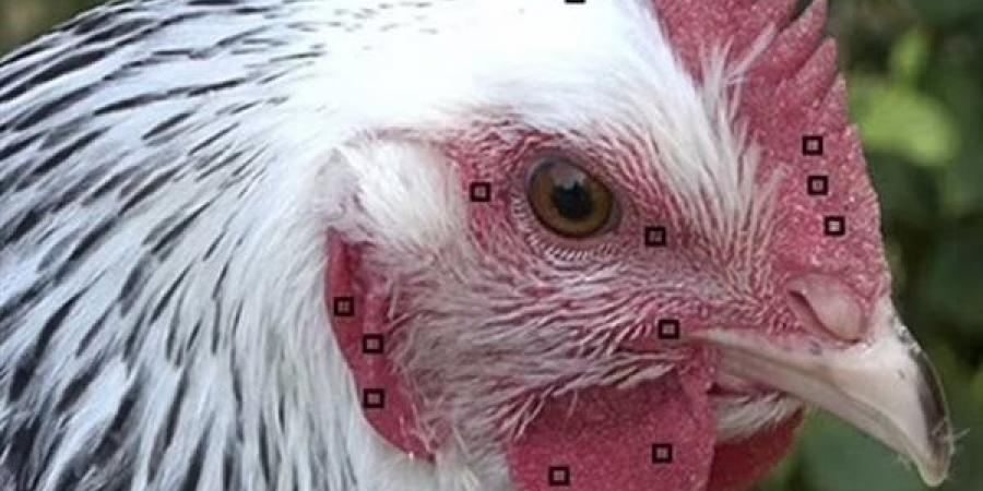 بالبلدي: سمة مشتركة بين البشر والدجاج.. ما هي؟ belbalady.net