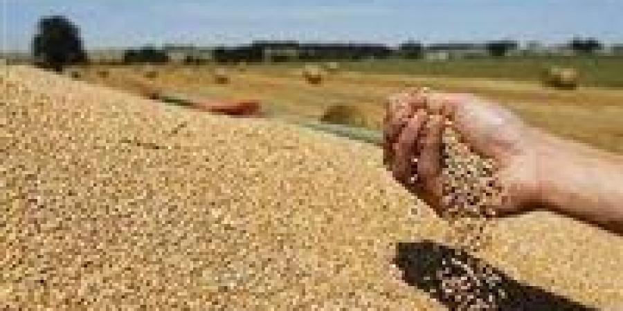 بالبلدي: 6.3 مليون طن.. صادرات أوكرانيا من الحبوب ترتفع في أبريل