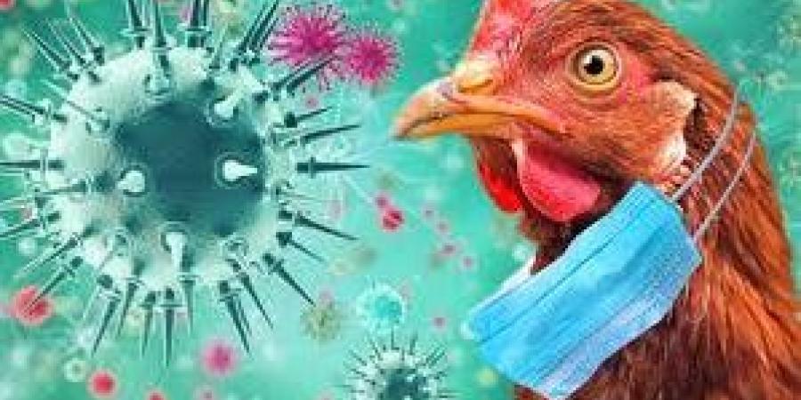 بالبلدي : منظمة الصحة العالمية تؤكد أول حالة وفاة بسبب إنفلونزا الطيور في المكسيك