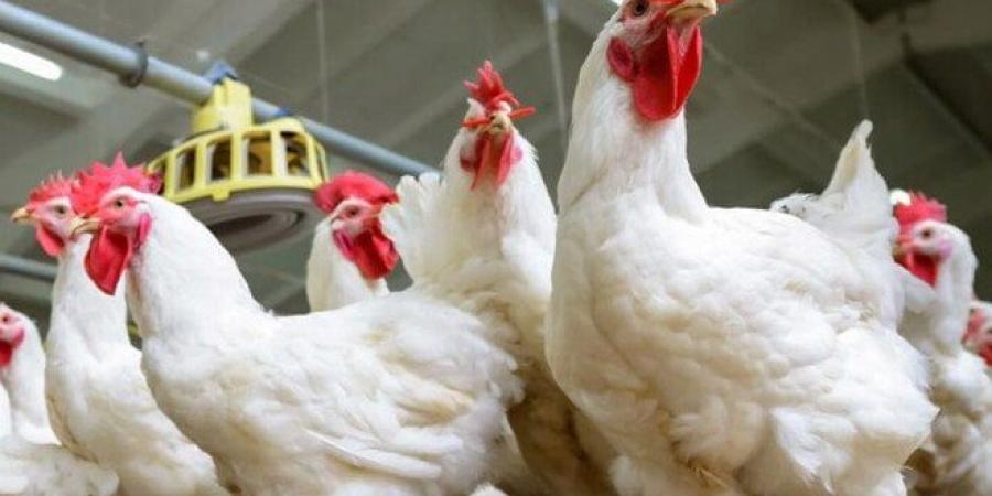 بالبلدي: أسعار
      الدواجن
      والبيض
      اليوم
      الخميس
      3
      يوليو