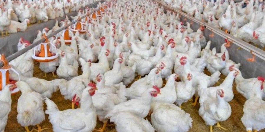 بالبلدي : أسعار
      الدواجن
      اليوم
      الجمعة
      4
      يوليو
      2025