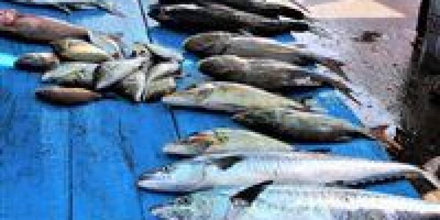 بالبلدي: أسعار
      السمك
      اليوم
      الخميس
      4
      -
      6
      -
      2026