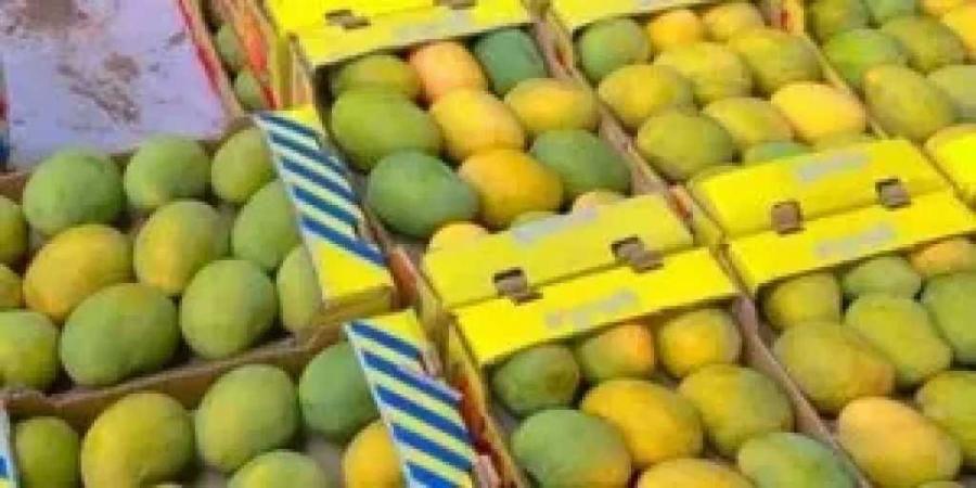 بدء
      ظهور
      المانجو
      بالأسواق
      مع
      طرح
      نحو
      15
      صنفًا..
      و”البلدي”
      الأقل
      سعرًا
      بين
      الأصناف
