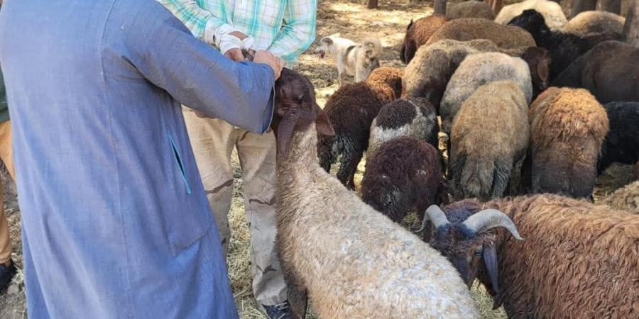 بالبلدي: عالجت
      100
      رأس
      ماشية
      و1200
      طائر..
      قافلة
      بيطرية
      مجانية
      بكفر
      إخشا
      بالغربية