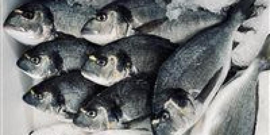 بالبلدي: أسعار
      السمك
      اليوم
      الإثنين
      29
      -
      6
      -
      2026