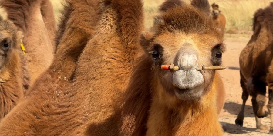 بالبلدي: هكذا يدرّ حليب الإبل عائدات كبيرة على المناطق الريفية في الصين