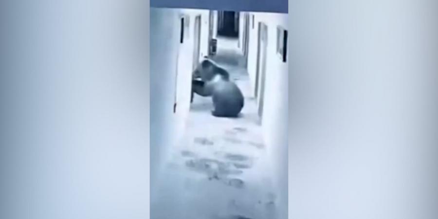 بالبلدي: استيقظ فوجده عنده.. دب يقتحم فندقًا فجرًا ويصل إلى غرفة أحد النزلاء