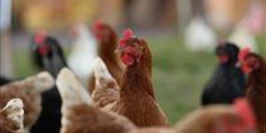 بالبلدي: أسعار
      الدواجن
      والبيض
      اليوم
      الإثنين
      6
      -
      7
      -
      2026