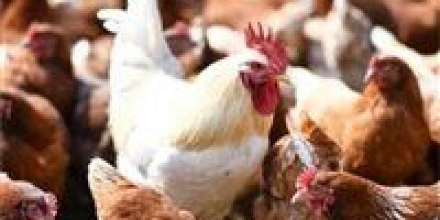 بالبلدي: أسعار
      الدواجن
      والبيض
      اليوم
      الثلاثاء
      7
      -
      7
      -
      2026
