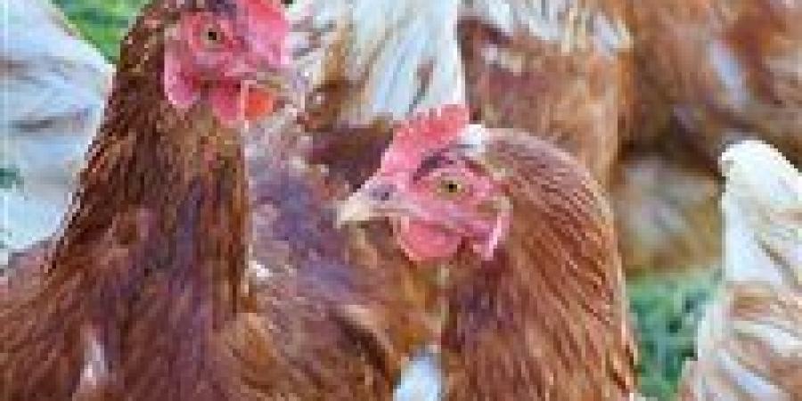 بالبلدي: أسعار
      الدواجن
      والبيض
      اليوم
      الجمعة
      31
      -
      7
      -
      2026