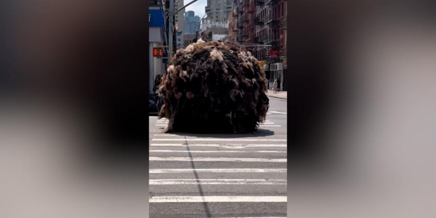 بالبلدي: كرة شعر عملاقة تتدحرج في شوارع نيويورك.. والسبب غير متوقع
