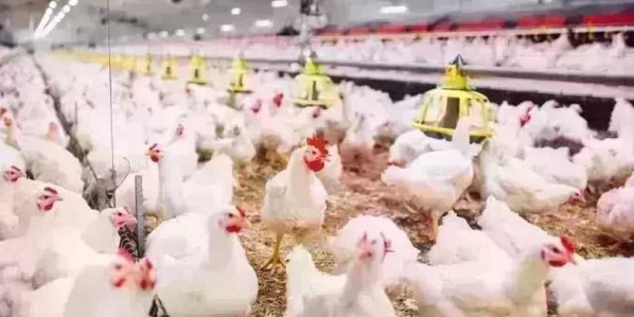 -أسعار
      الفراخ
      اليوم
      الأحد
      16
      أغسطس
      2026
      ..
      استقرار
      البيضاء
      والحمراء